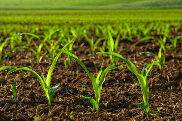 Field Crops